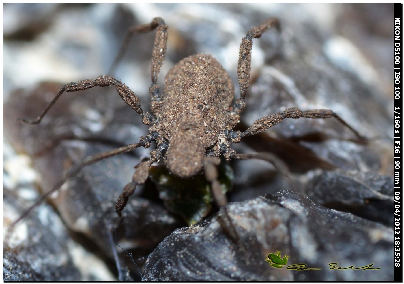 Dicranolasma sp. da Usini 87